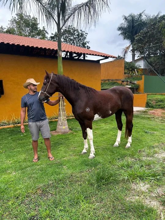 Cavalo Mangalarga Paulista  - Foto 3