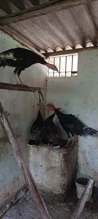 Perus 1 macho e 3 fêmeas com 5 meses - Foto 3