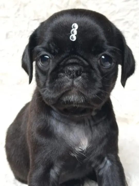 Pug filhotes disponíveis entrega mediata abrico e black  - Foto 3