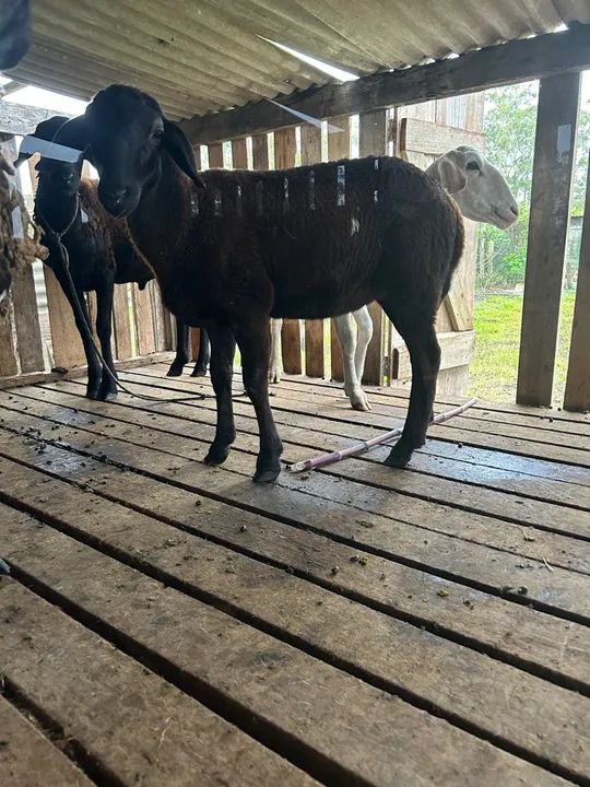 Ovelhas a venda - Foto 4