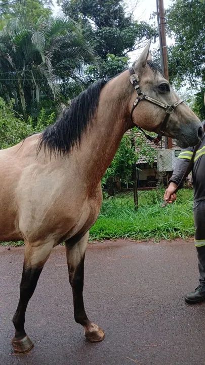 Garanhão Appaloosa  - Foto 5