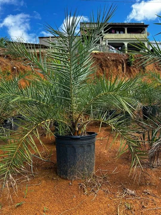 Mudas de palmeiras variadas semi adulta - Foto 4