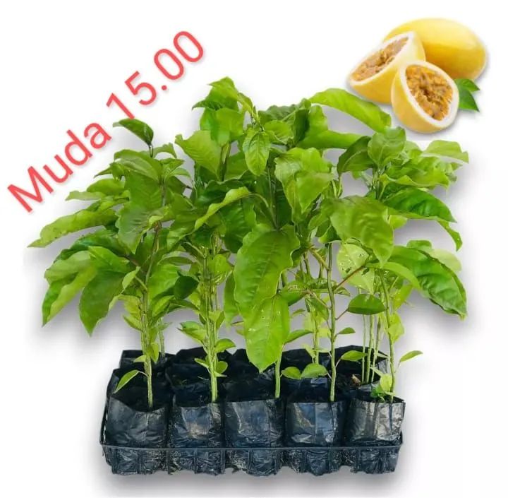 Mudas - Foto 4
