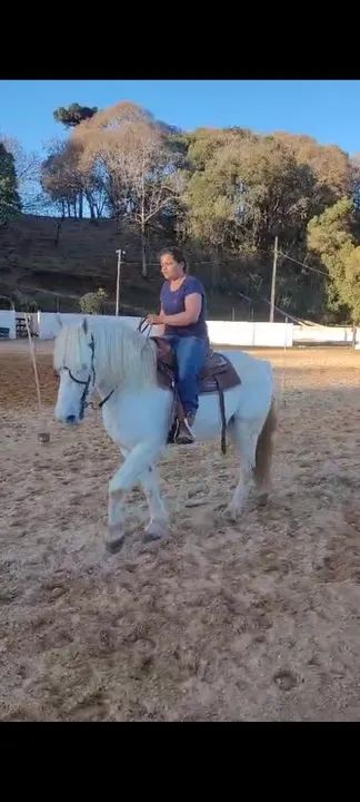 Cavalo percheron lindo marchador manso - Foto 4