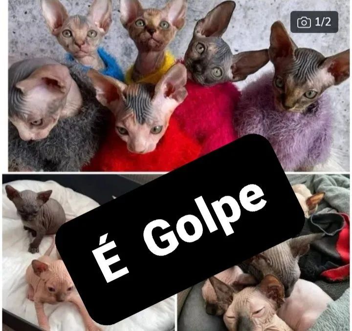 Filhotes de sphynx - (É Golpe pessoal)