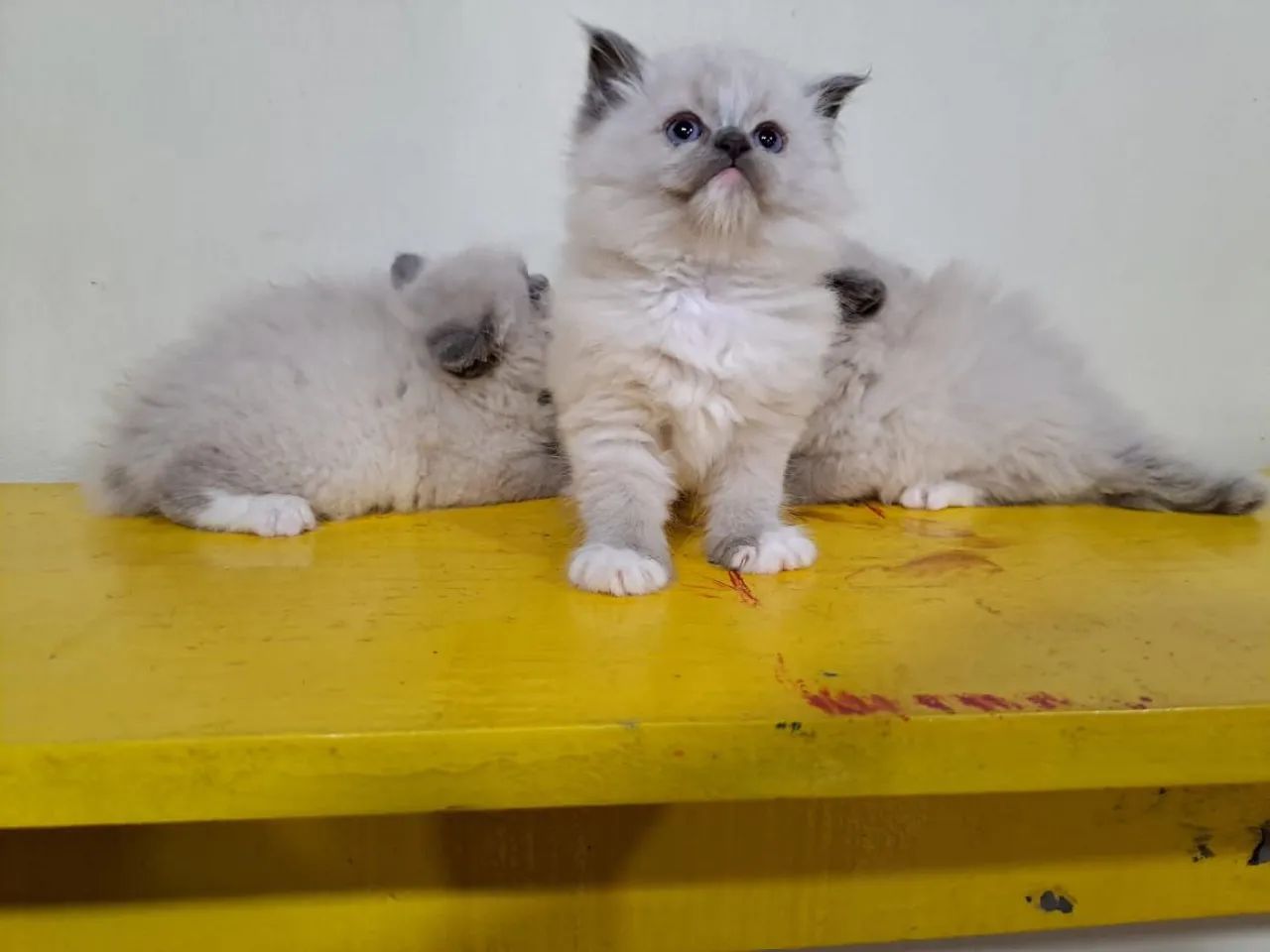 Filhote gato Persa e Ragdoll - Foto 4