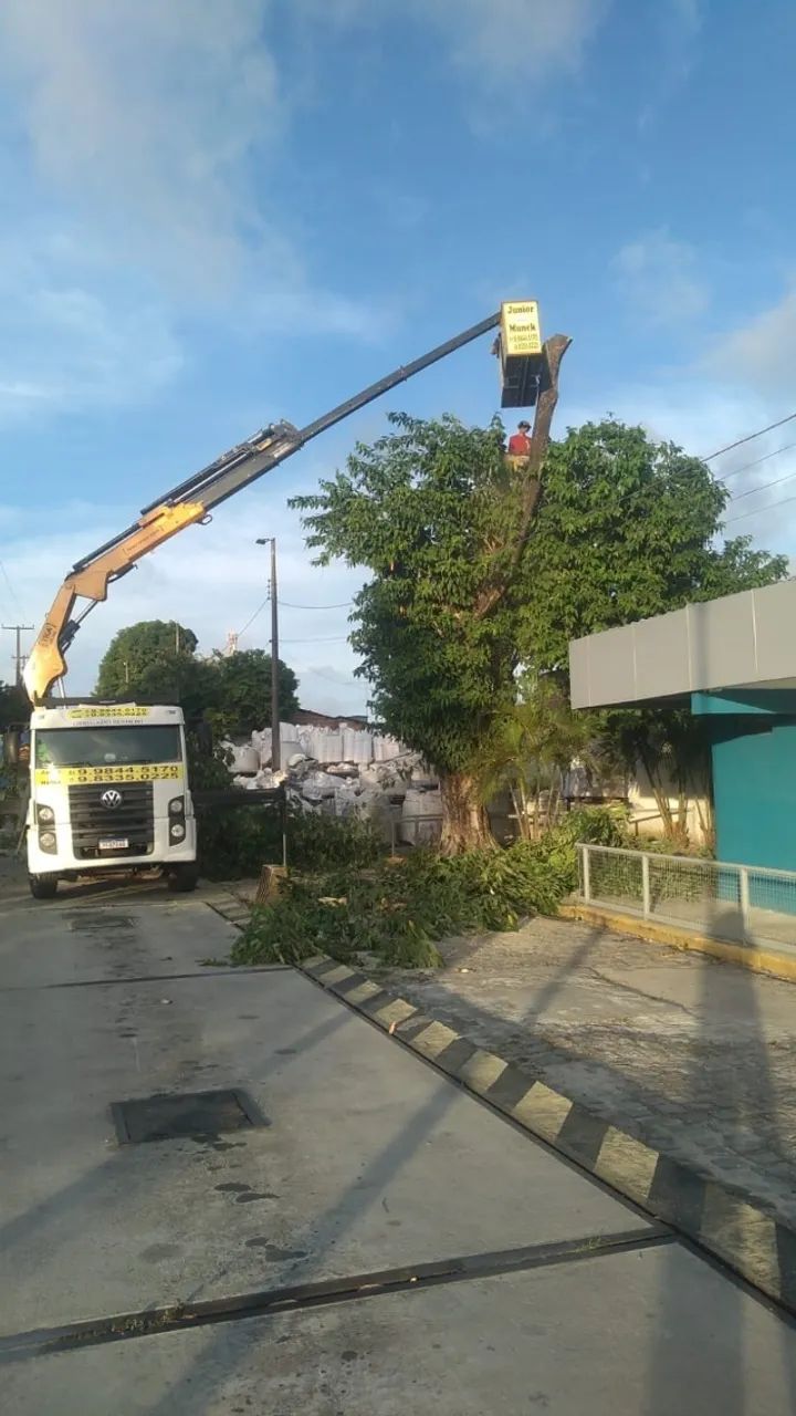 Poda e corte de Árvores - Foto 4