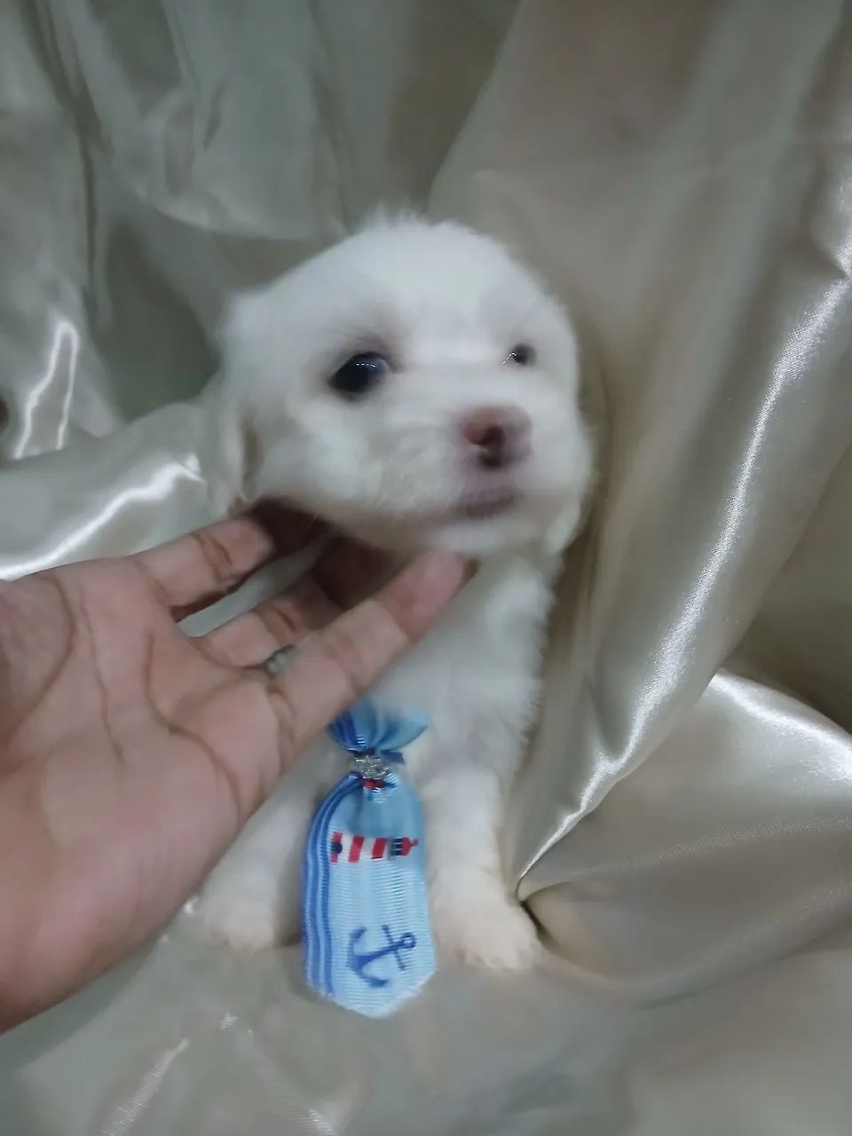 Filhotes de Maltês macho e fêmea - Lindíssimos! - Foto 5