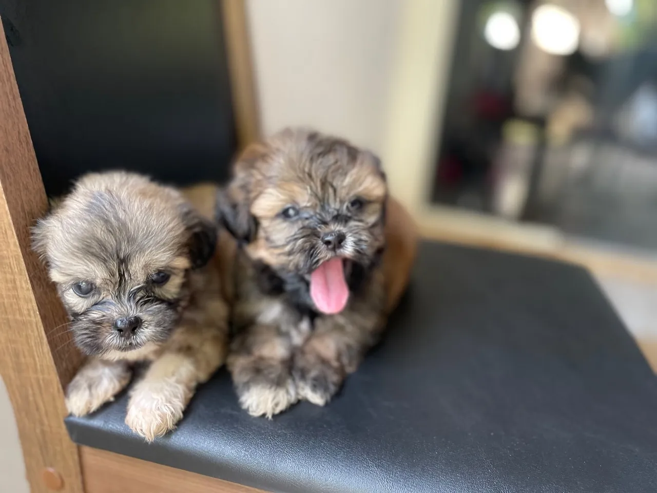 Filhotes Shih Tzu Lindos e Fofos