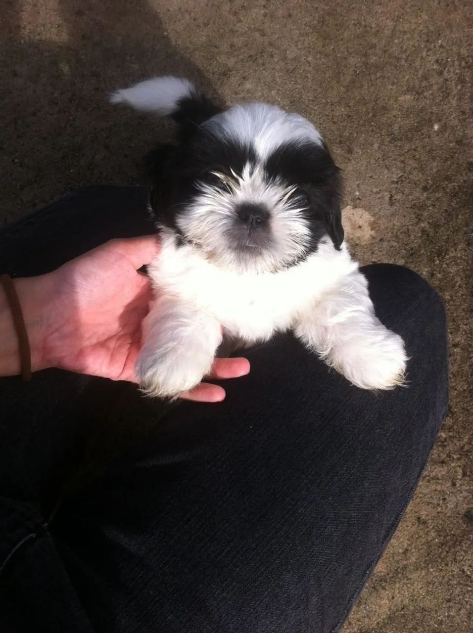 Filhotes de Shih Tzu brincalhão e carinhoso 