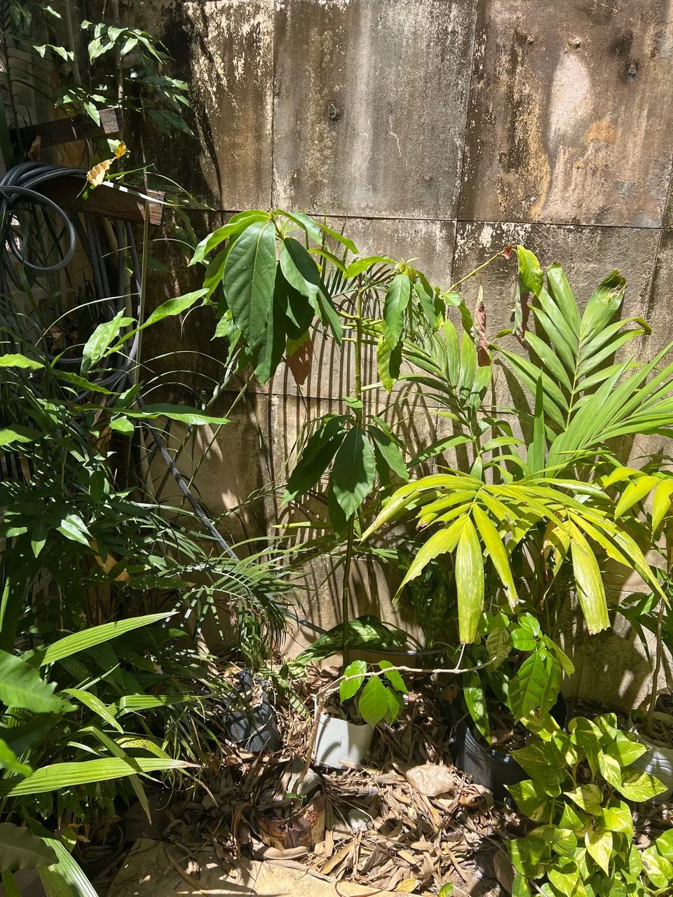 Mudas de abacate mateiga