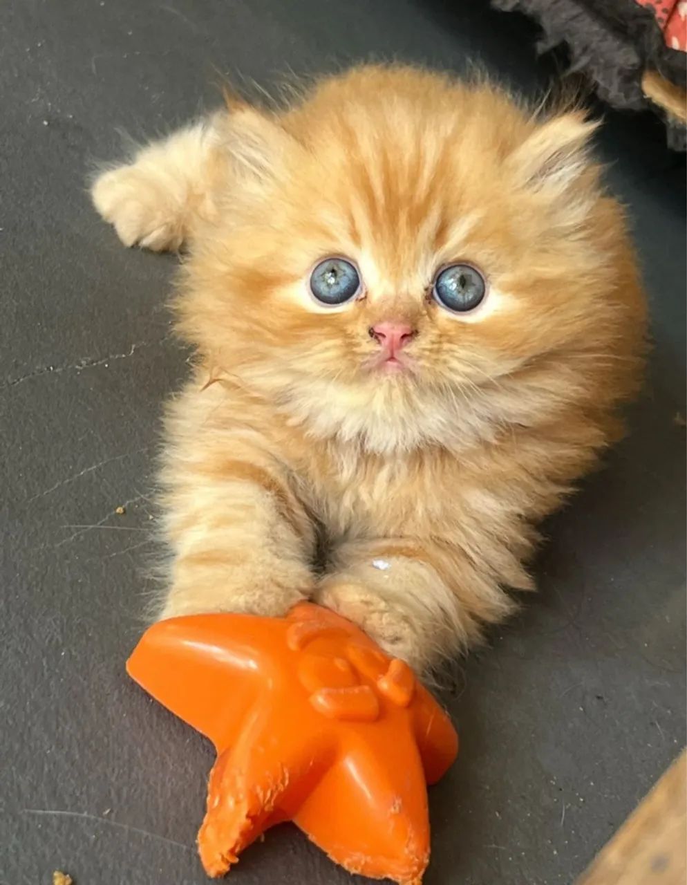 Gatinho Persa - dócil e brincalhão  - Foto 3