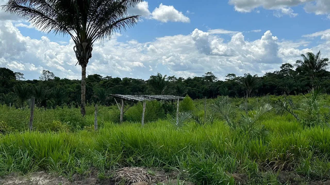 Fazenda 45 hectares - Igarapé Açu 