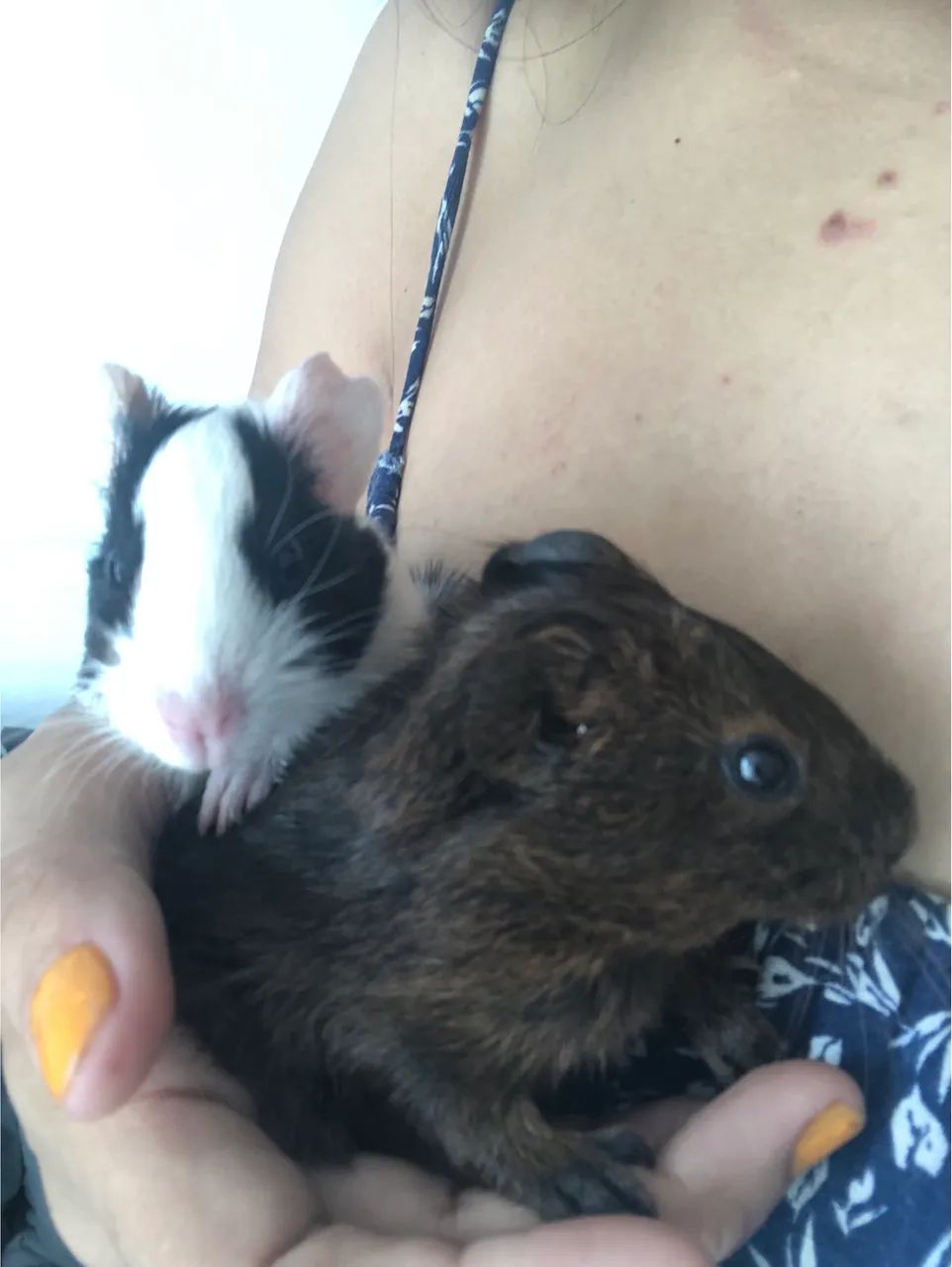 Porquinhos da Índia - Foto 4