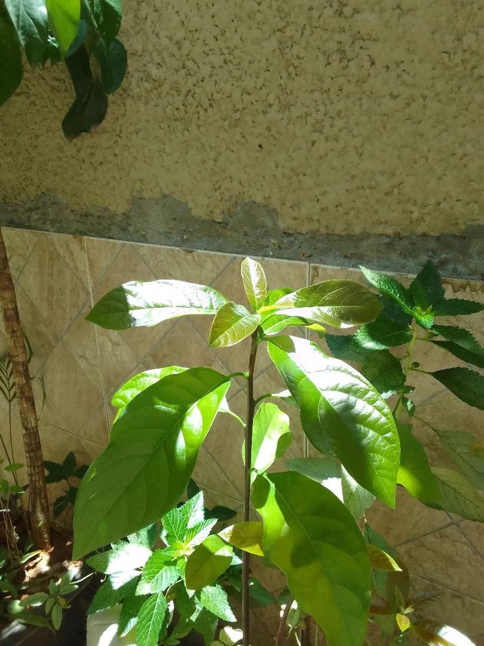 Abacateiro  - Foto 3