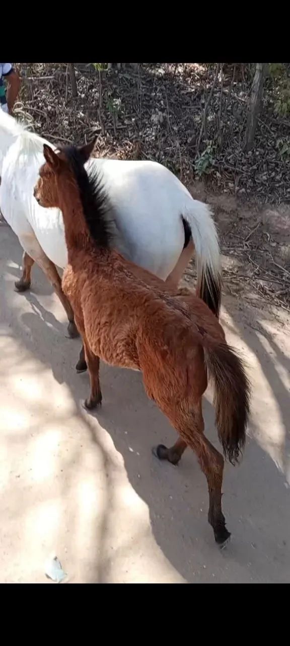 Égua Piquira  - Foto 5
