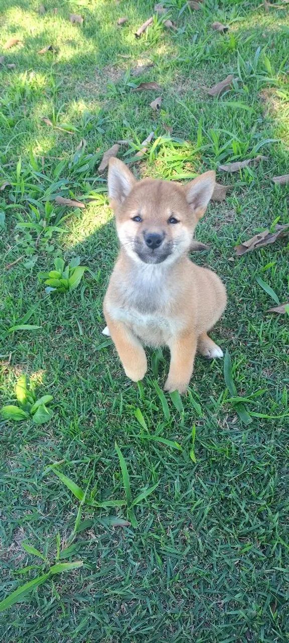 Filhote de shiba disponível fêmea e macho - Foto 2
