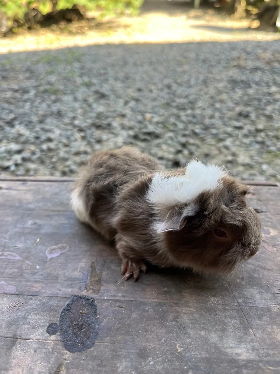 Porquinho da índia Peruano