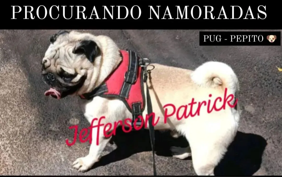 PUG PADREADOR - Procurando Namoradas! LEIA A DESCRIÇÃO