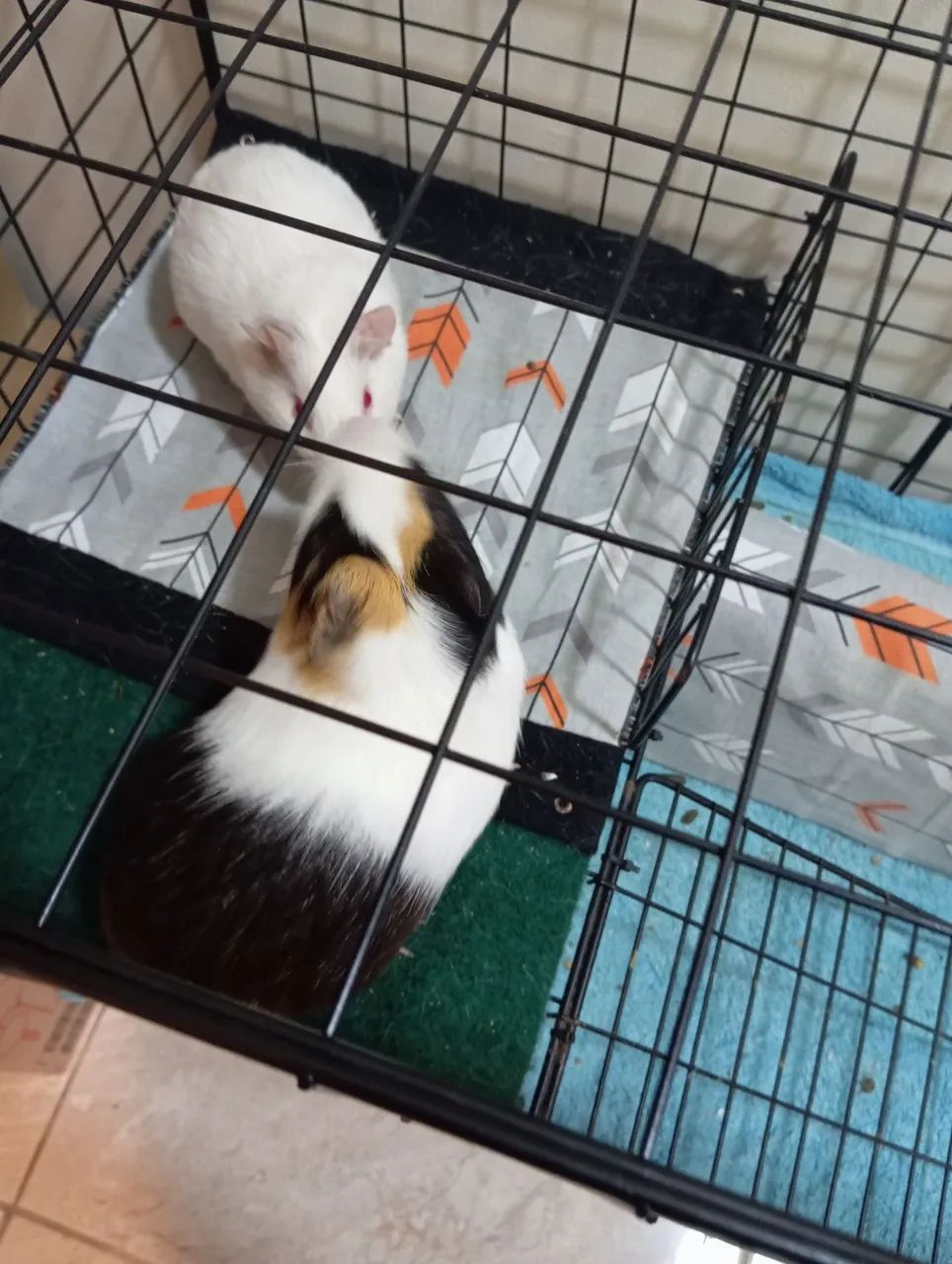 Porquinhos da Índia para adoção