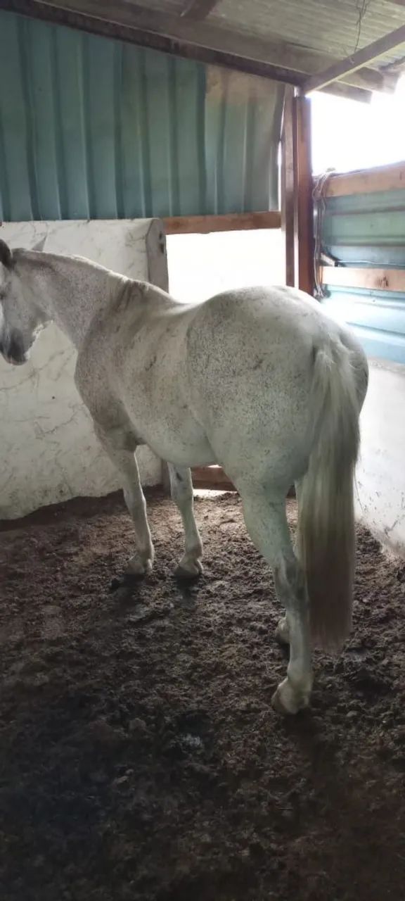 Vendo cavalo  - Foto 3