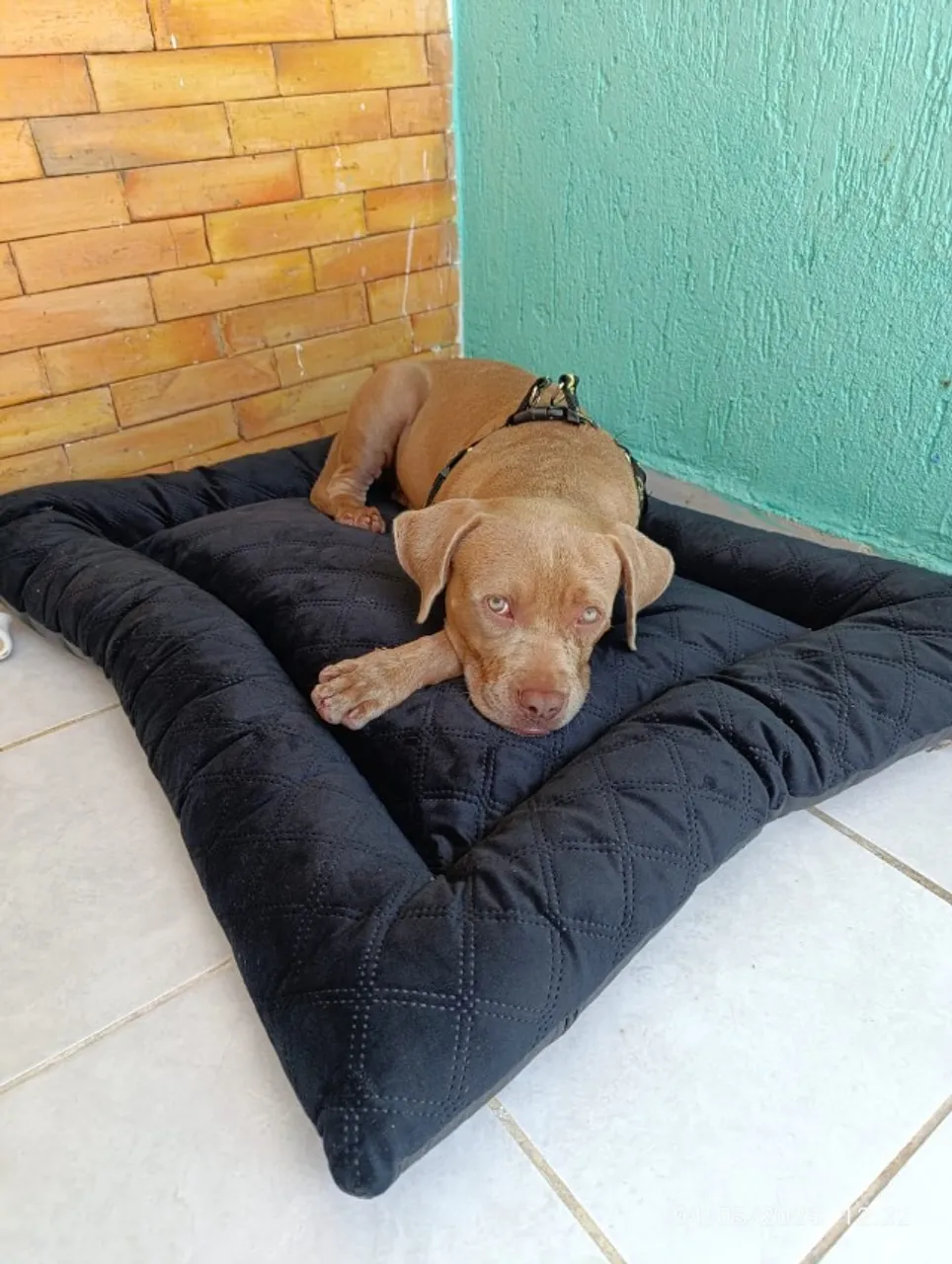 Cachorro