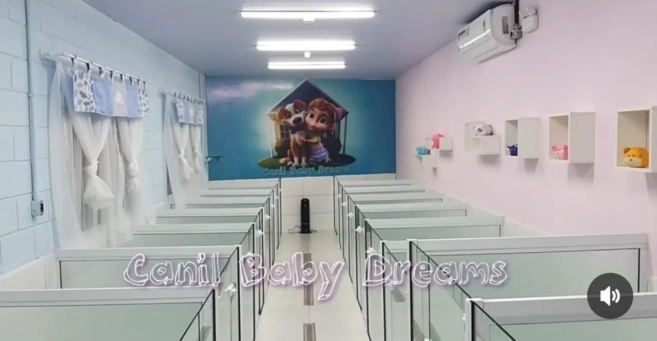 Maltês macho fêmea  - Foto 5