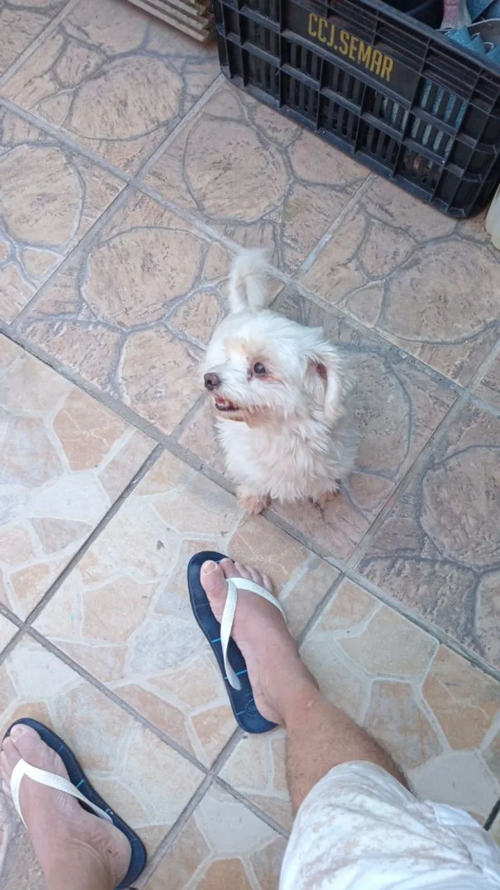 Maltês adorável