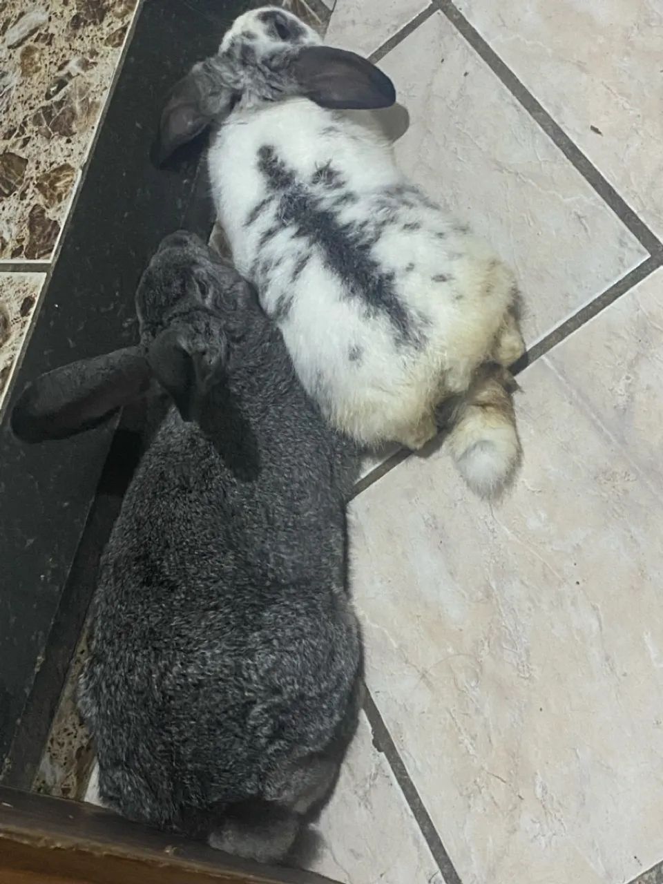 Dois coelhos fofinhos 