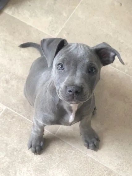 Cães Da Raça Pitbull Cinza