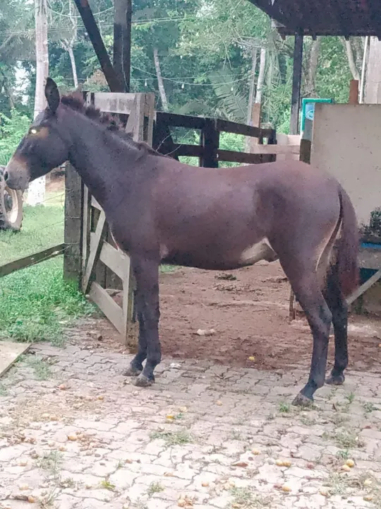 Burro para venda