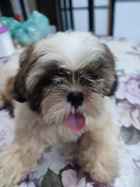Shih Tzu Filhotes machos já com 2 vaciná