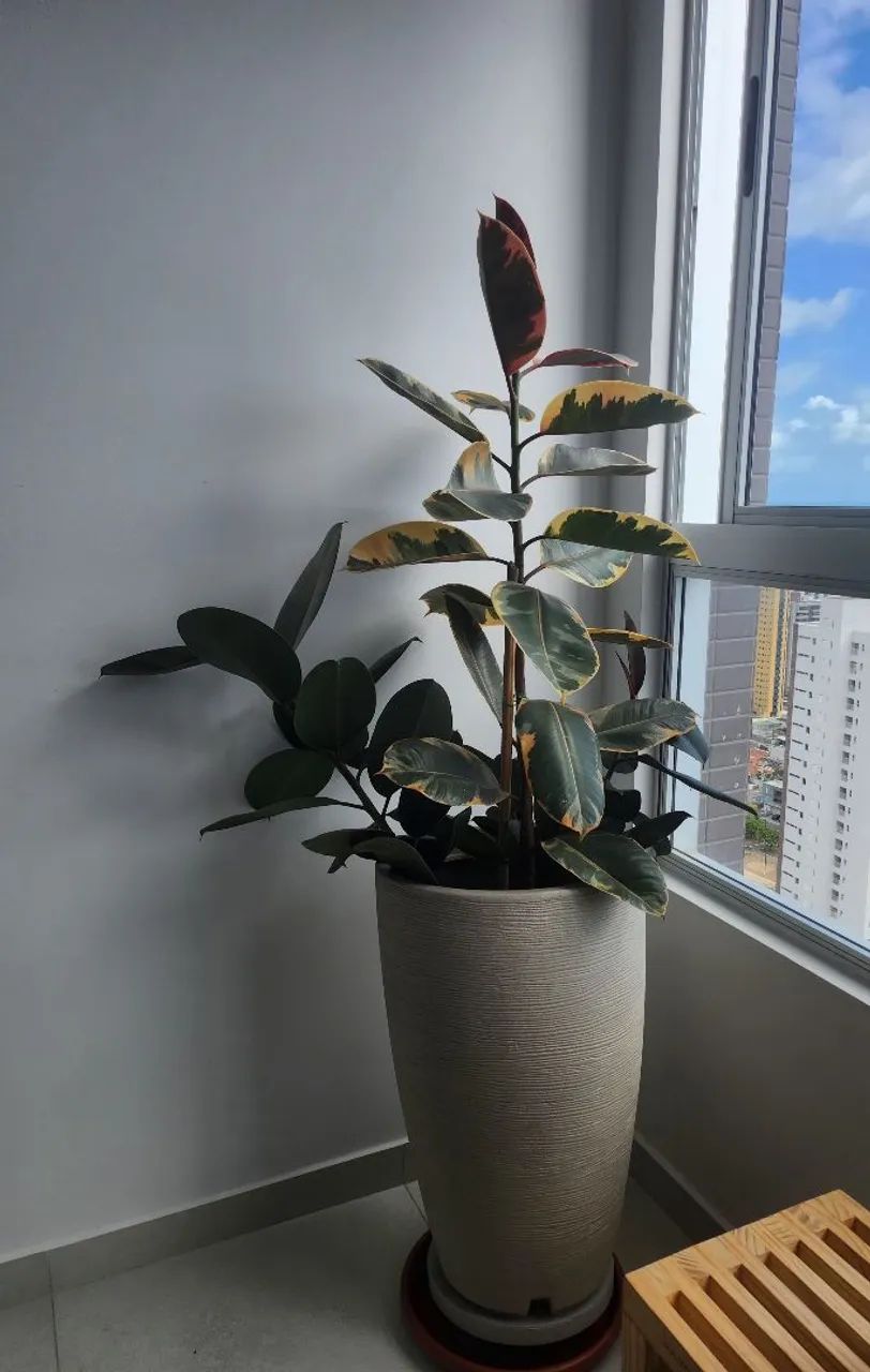 VASO GRANDE COM FICUS BURGUNDY E FICUS RUBY  - Foto 2