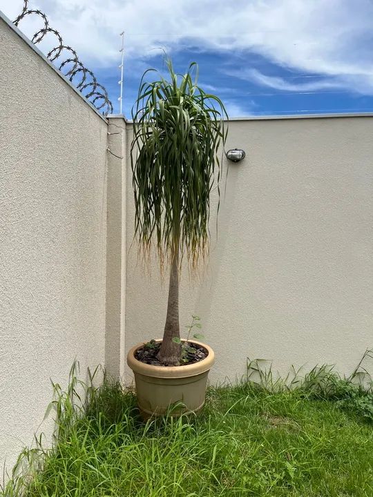 Planta Pata de Elefante