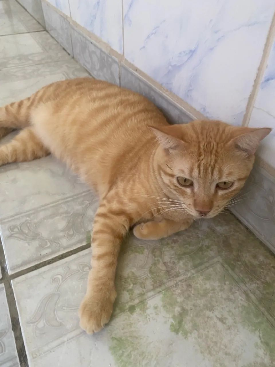 Doando gatinho - Foto 3