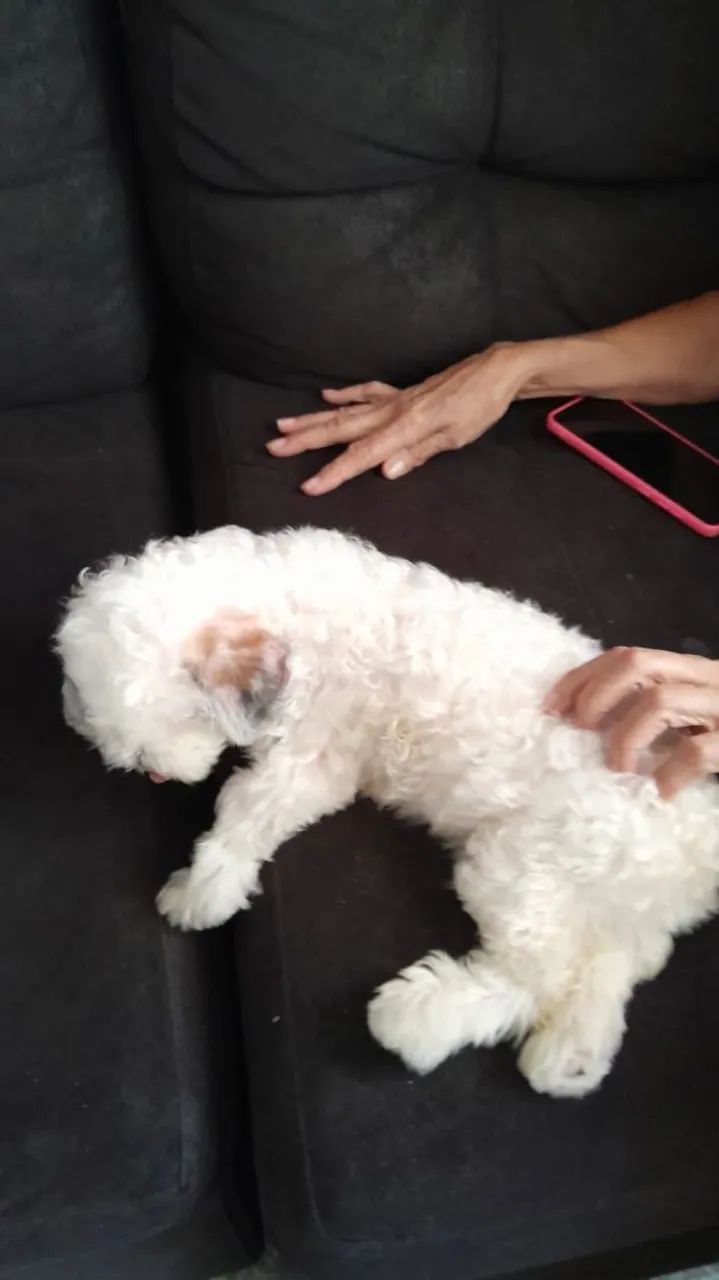 Cachorro shitzu  - Foto 3