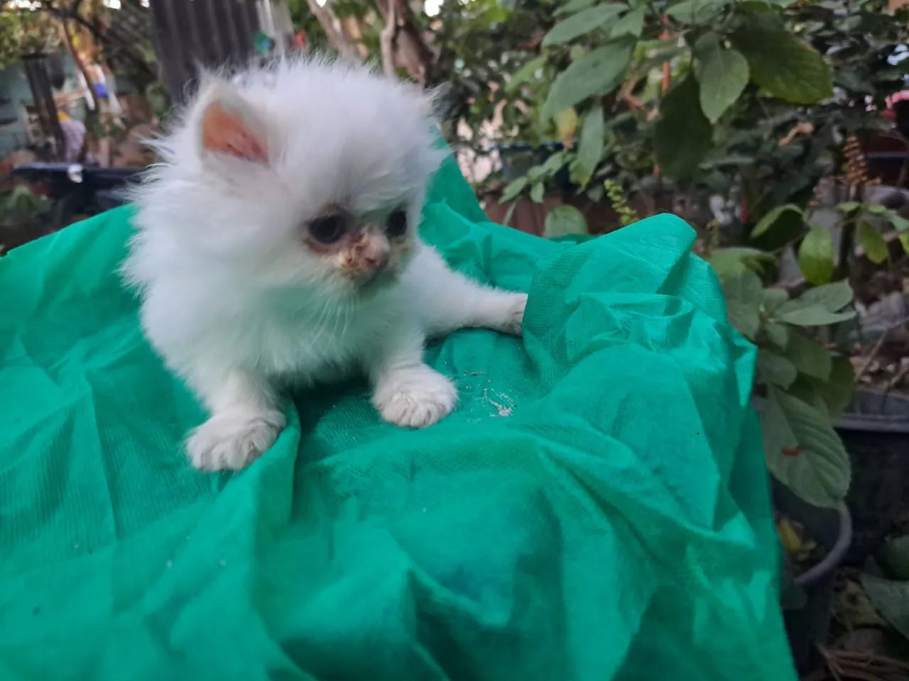 Gatos persa show@elisandrapet - Foto 2