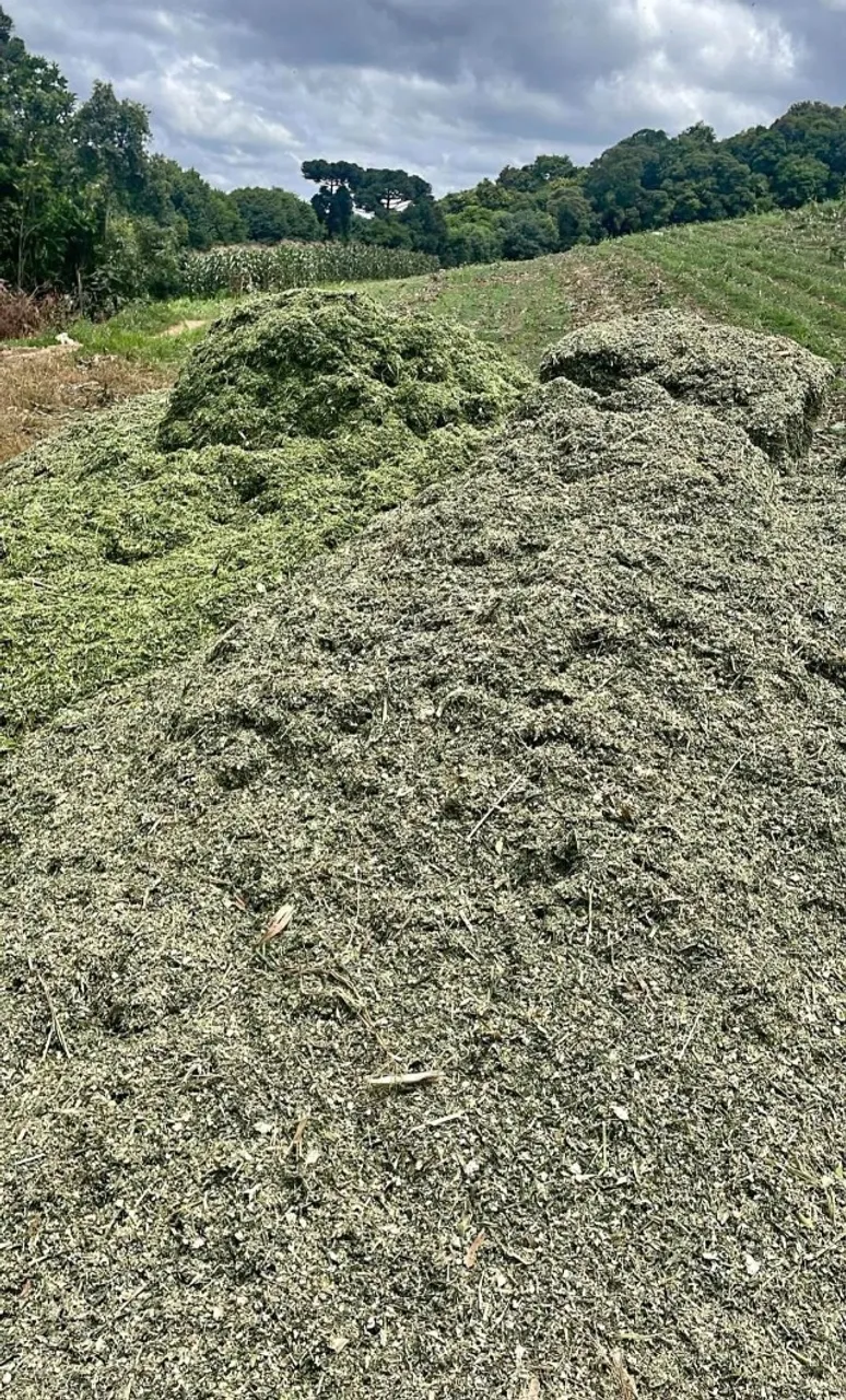 silagem de milho top 14 reais o saco media 28 a 30 kilos R$14