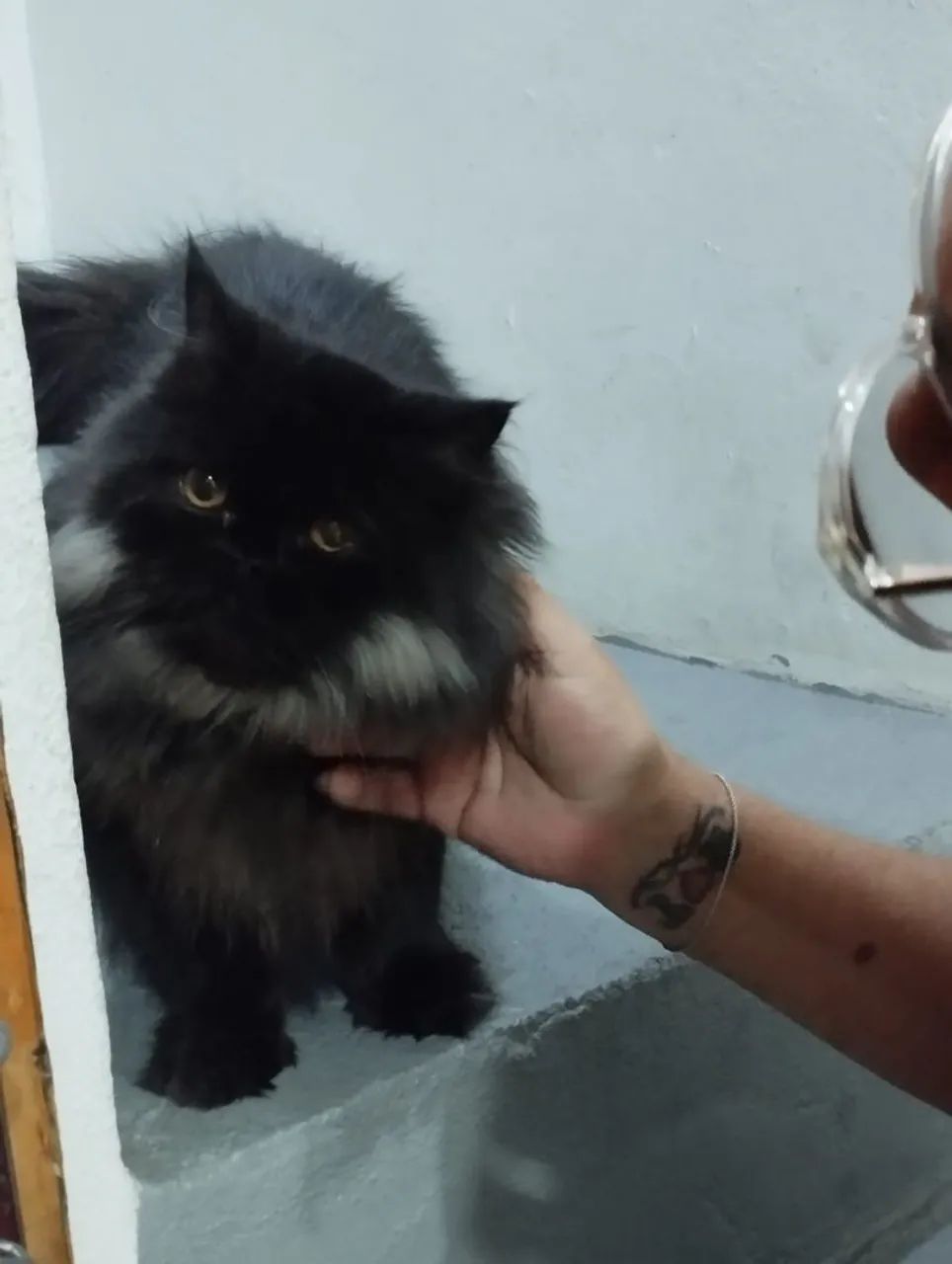 Gatinho Persa Preto Peludo - Foto 2