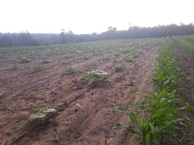 Excelente Granja com 20 hectares no jardins município de são Jose de Mipibu - Foto 3