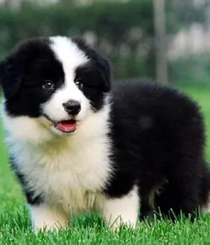 Border Collie Perfeitos