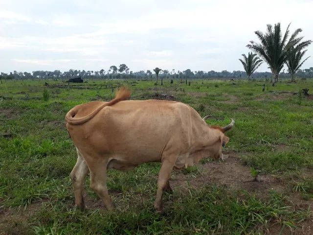 Ótimo lote de bovinos - Foto 3