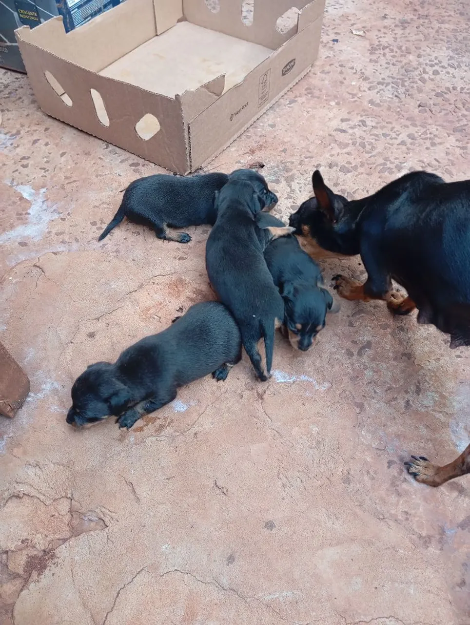 Pinscher 1