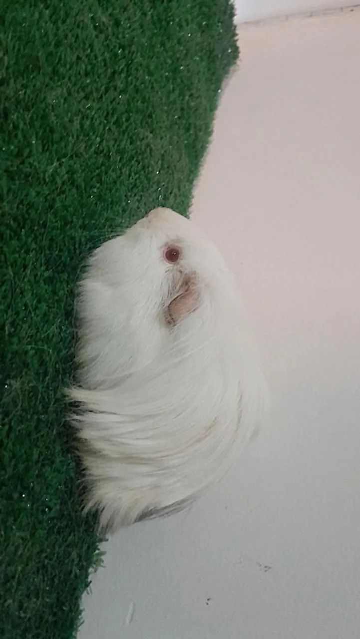 Porquinhas da india femea 