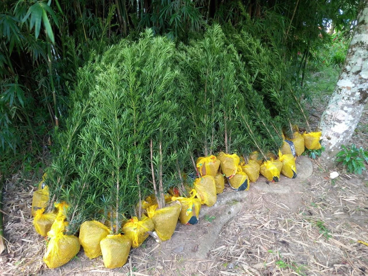 Mudas de Podocarpus 1.1mt