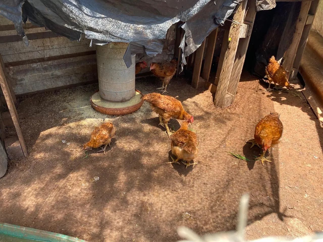 Frango 40 reais cada entrego wasp * - Foto 4