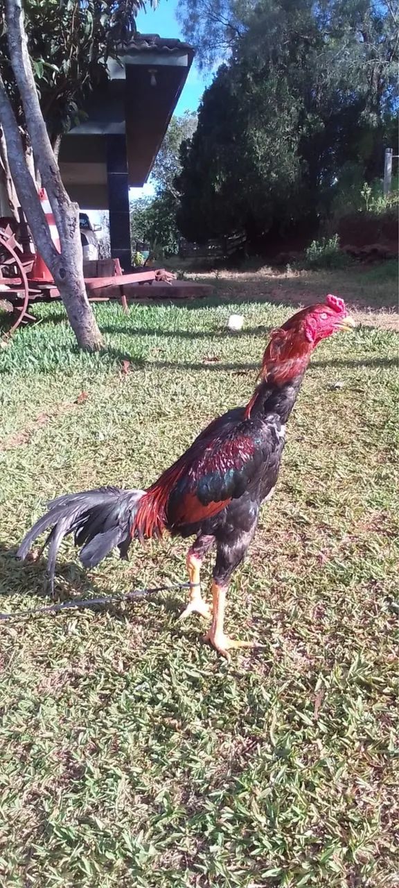 Vendo Galo Índio - Foto 2
