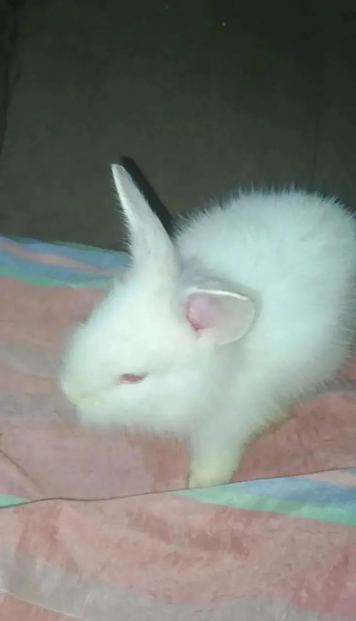 Coelhinha pra venda! - Foto 2