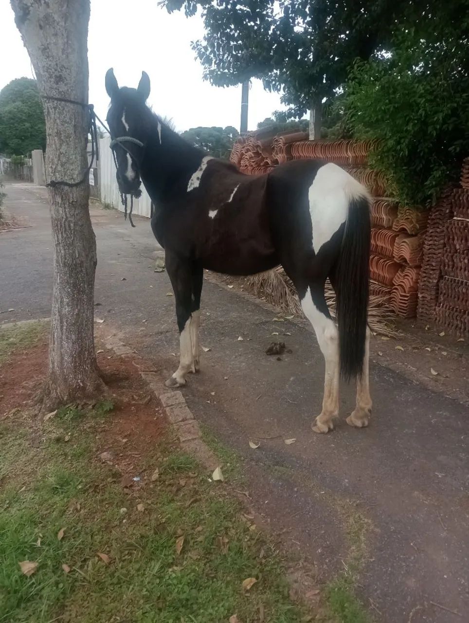 EGUA POTRA MANGA LARGA - Foto 4