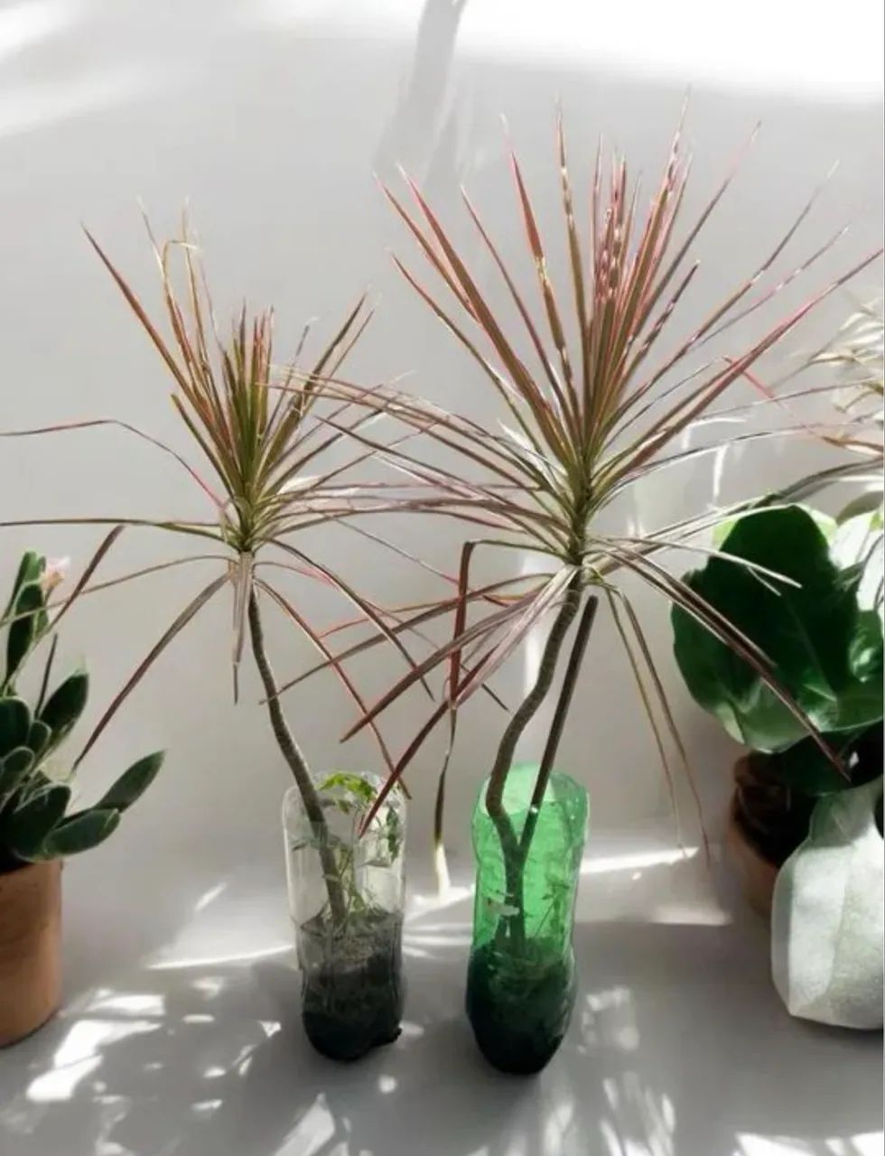 Muda Tricolor (Dracena) - Planta Ornamental Folhagem Colorida - Foto 4